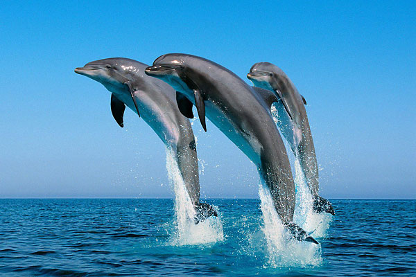 дельфин канария